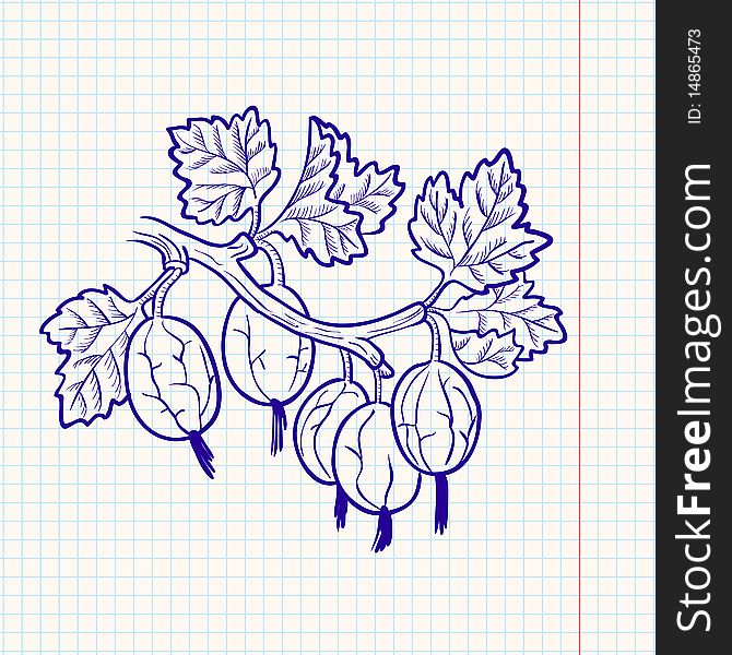 Doodle gooseberry, hand-drawn  illustration