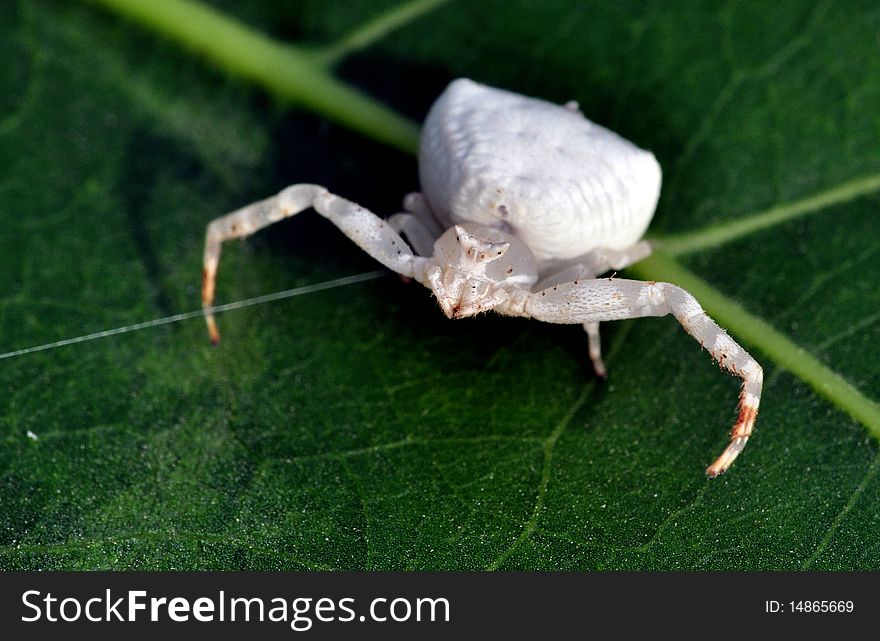 A white spider on a leaf