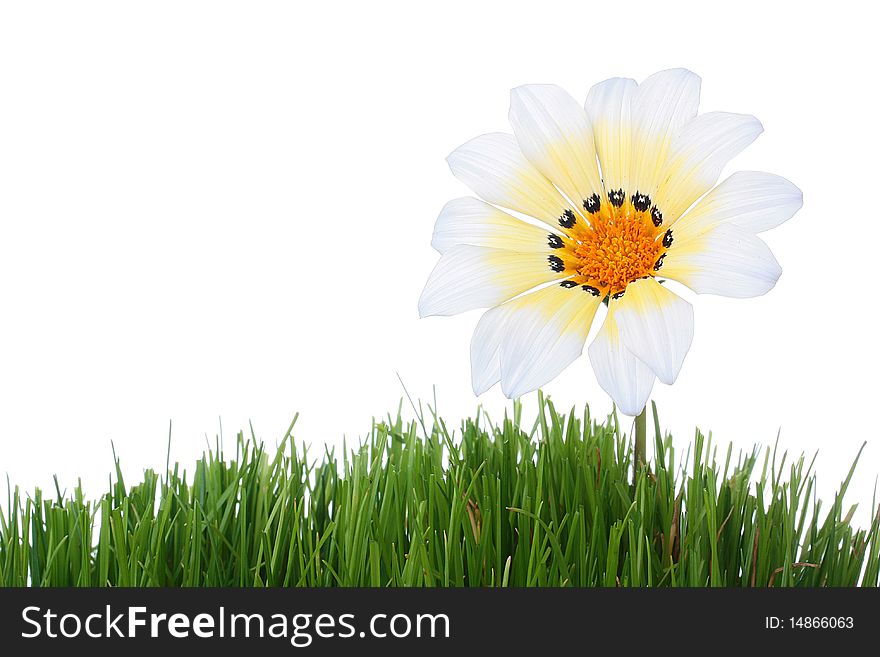 Flower with white-yellow petals in a grass on darkly white background.