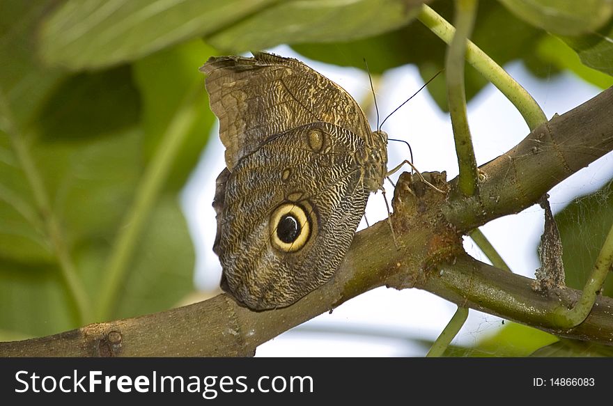 Colored butterfly on a branch