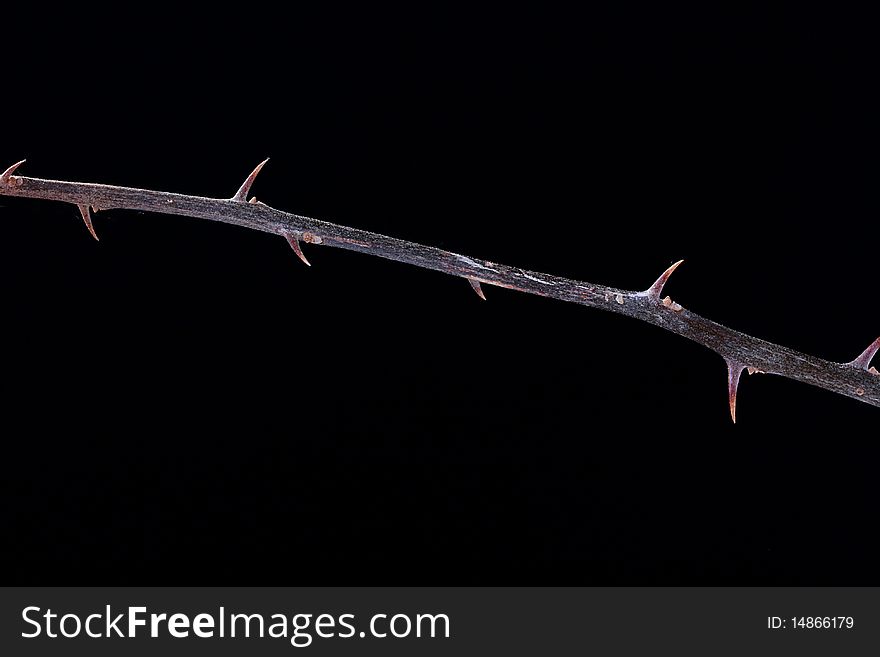 Branch of a plant with thorns on a black background, configuration taking into account text placing.