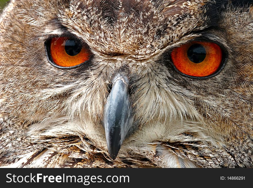 European Eagle Owl Face Closeup