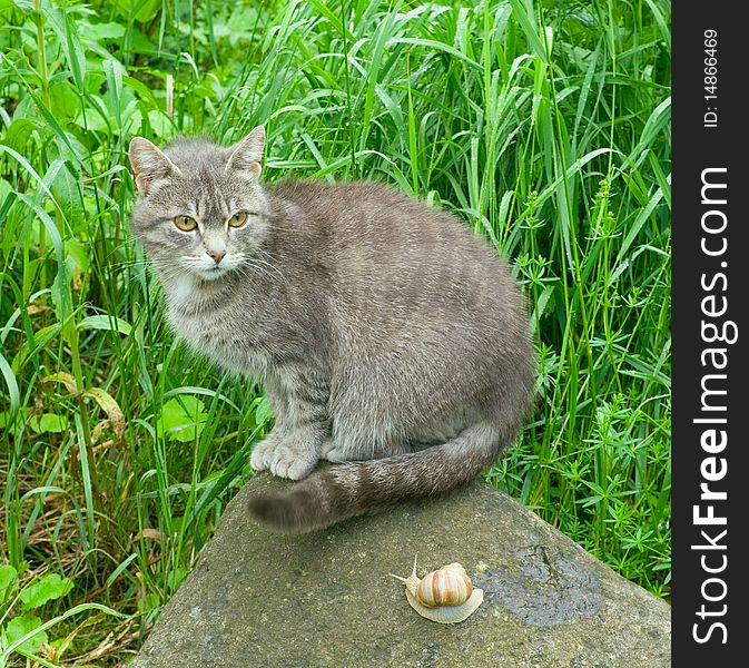 The cat and a snail. The cat and a snail.