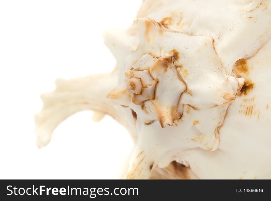 A seashell on a white background with copy space