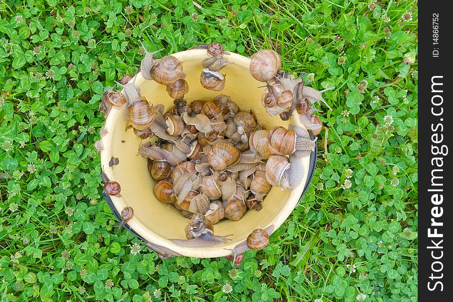 The snails in the bucket.