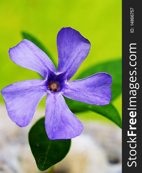 Blue flower - periwinkle - detail, macro
