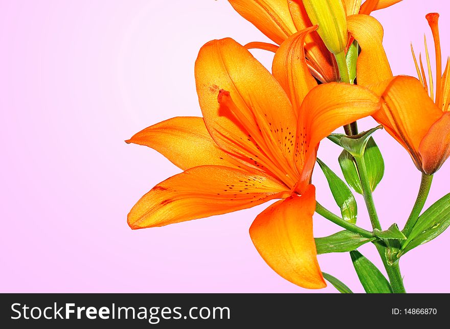 Beautiful Flower Lily