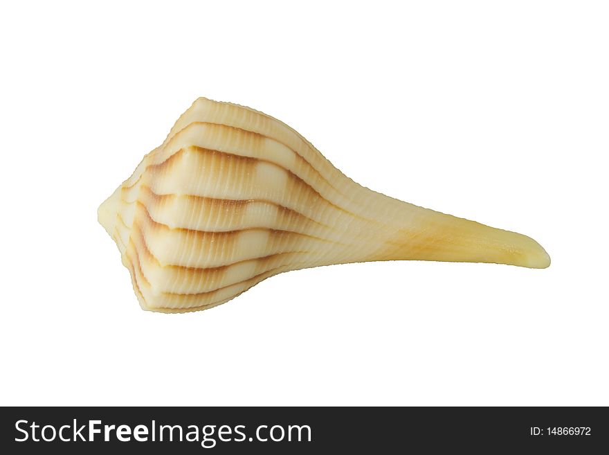 Sea shell isolated on white backgound with clipping path