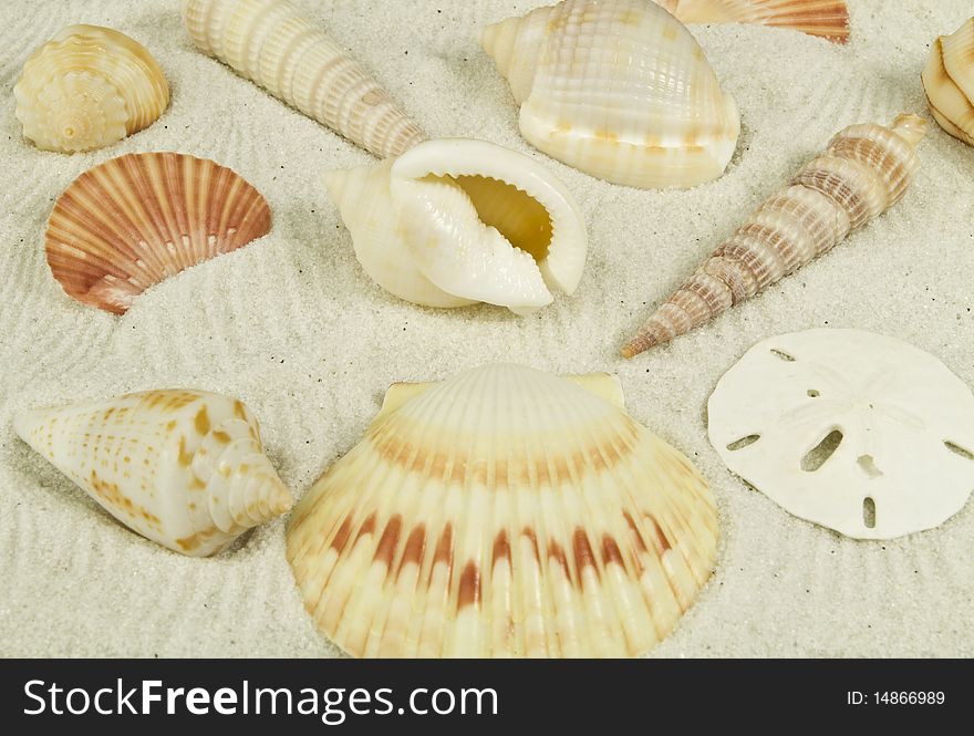 Collection of shells on white sand. Collection of shells on white sand