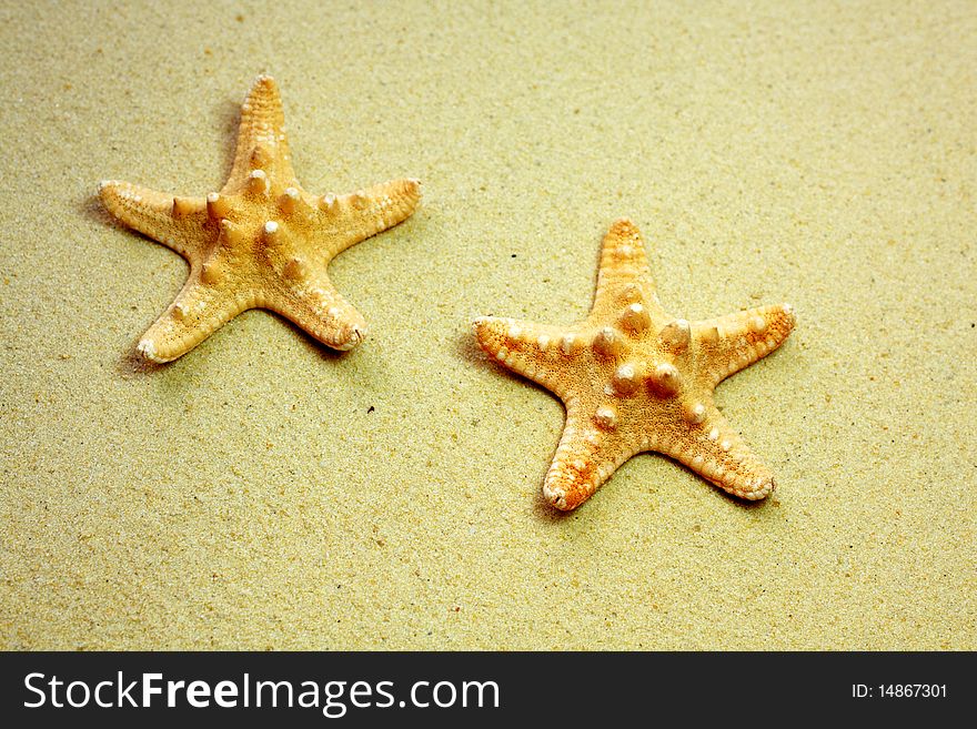 Two starfish on a sandy beach. Two starfish on a sandy beach