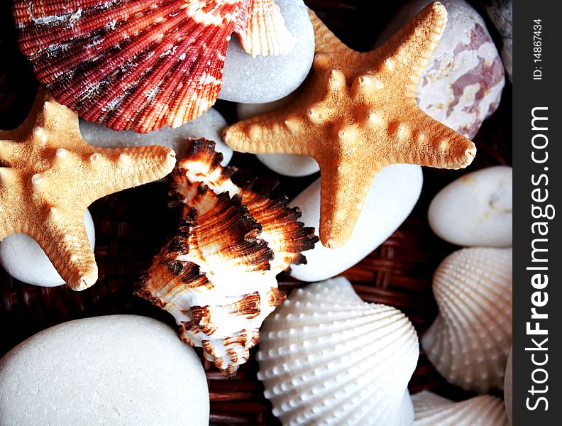 Assorted colorful seashells inside basket background. Assorted colorful seashells inside basket background