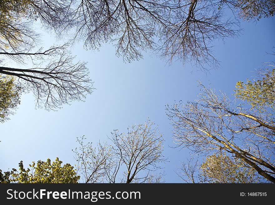 Crown of tree with colorful leaves and blue sky