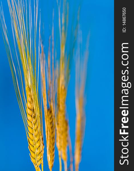 Ripe Wheat in the summer and blue sky.