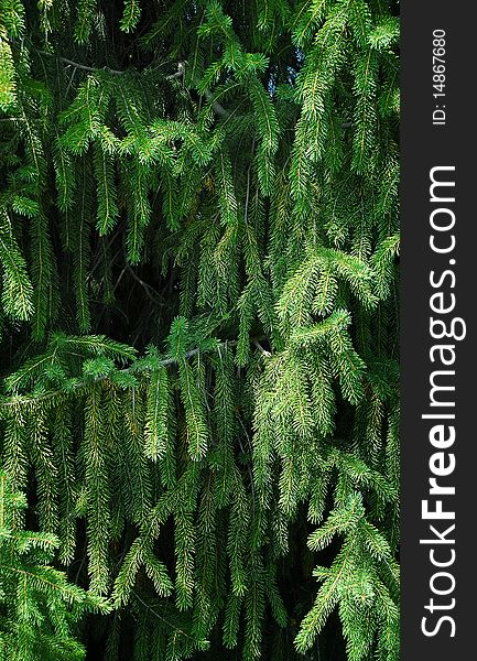 Texture of green spruce tree