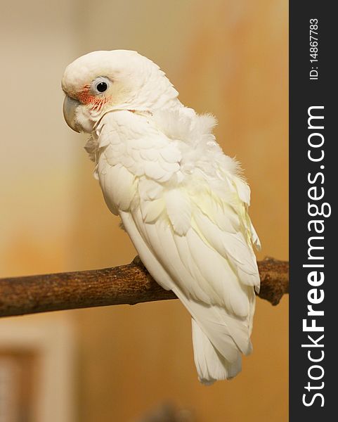 Big white parrot in zoo park, vertical