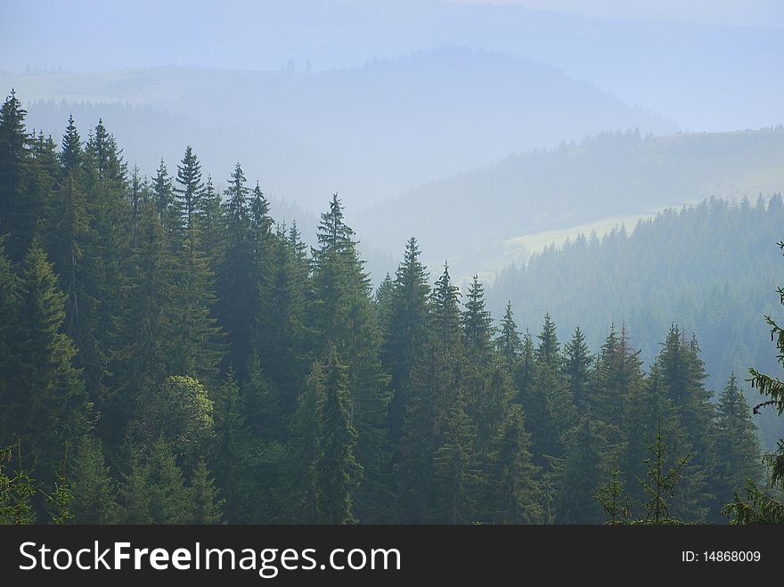 Beautiful mountain pine forest in fog. Beautiful mountain pine forest in fog