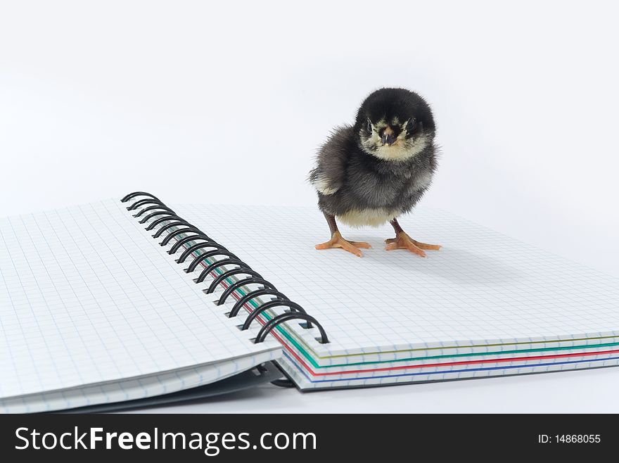 Small chicken on the notebook. Small chicken on the notebook.