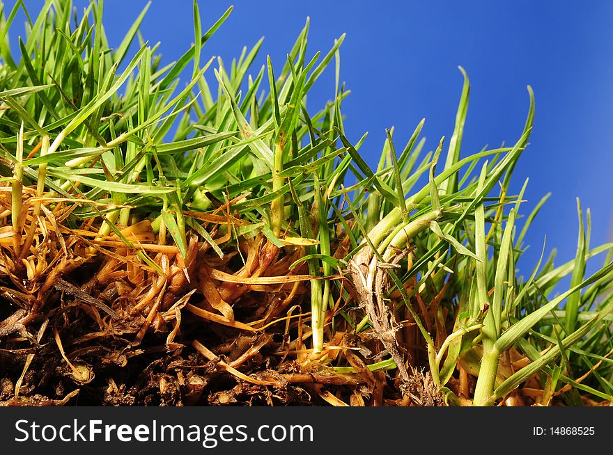 Surface level view of a growing grass. Surface level view of a growing grass.