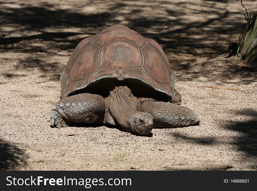 Huge aldabra tortoise on the gravel. Huge aldabra tortoise on the gravel