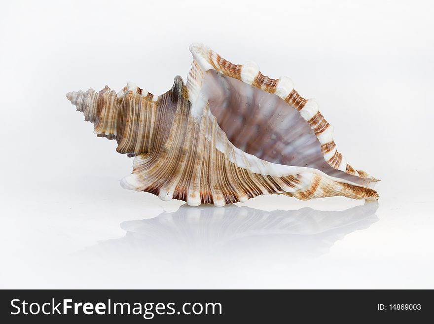 Seashell on white background. Studio shot