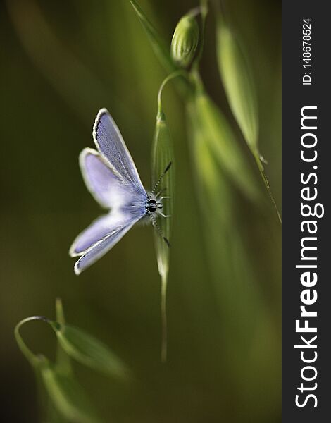 A Male Common Blue Butterfly Polyommatus Icarus On A Grass Seed Head