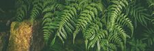 Banner Green Leaves Of Tropical Fern Plants,  Green Jungle Summer Background Royalty Free Stock Image