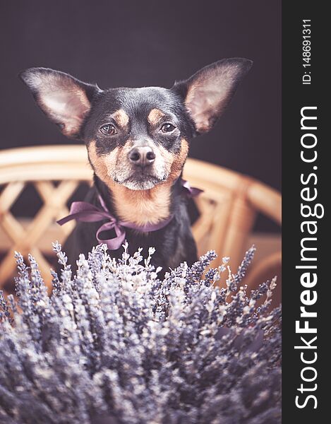 Beautiful puppy with a bouquet of lavender, looking at the camera, the theme of romantic