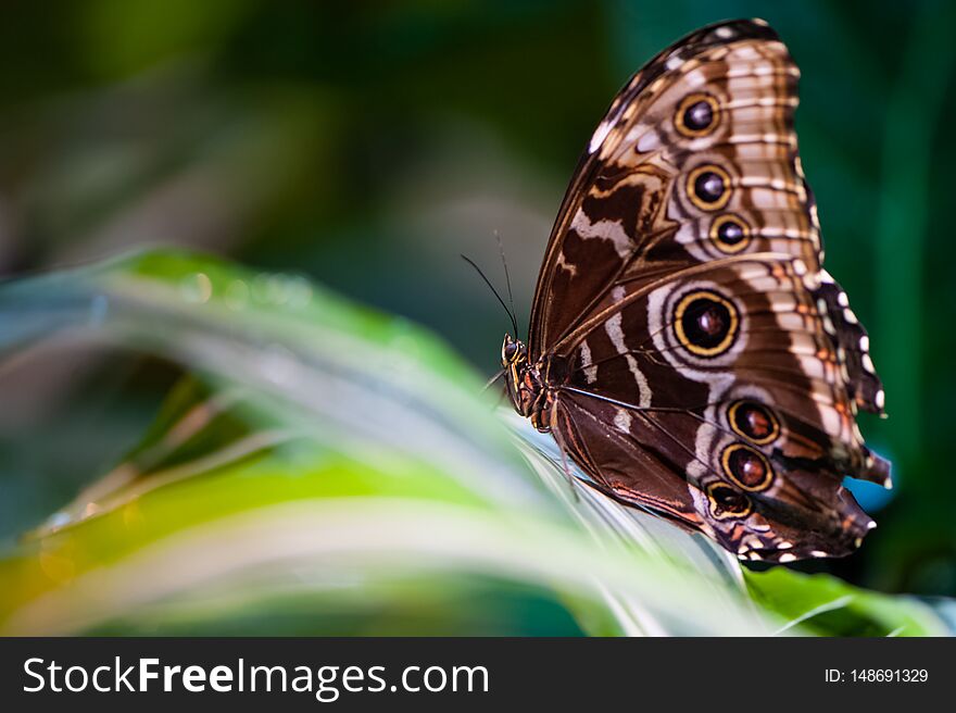 Beautiful butterfly on foliage close-up on a green natural