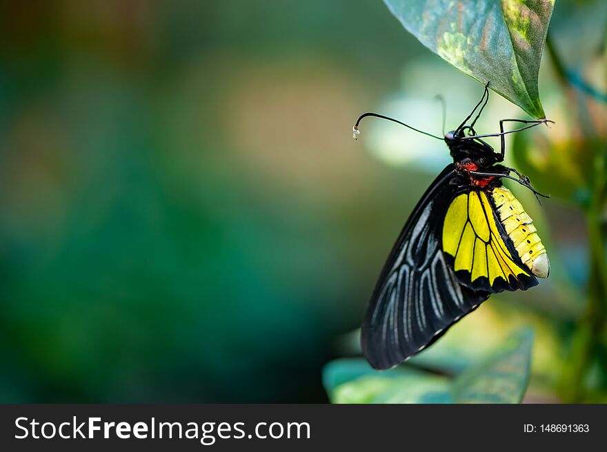 Beautiful butterfly on foliage close-up on a green natural background in defocus with space for text, Troides Rhadamantus