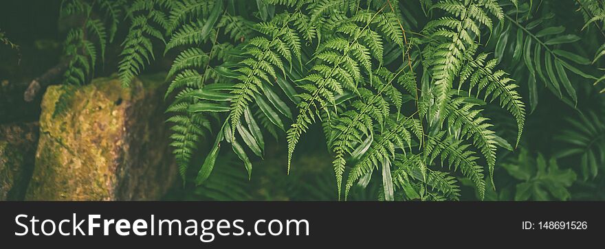 Banner Green leaves of tropical fern plants,  green jungle summer background  in  vintage tone