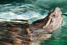 Aligator Snapping Turtle Portrait Stock Image Aligator Snapping Turtle Portrait Stock Image