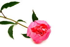 Peony Flower On White Royalty Free Stock Photos Peony Flower On White Royalty Free Stock Photos