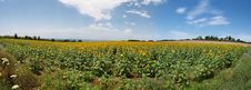 Meadow With Sunflowers Stock Photos Meadow With Sunflowers Stock Photos