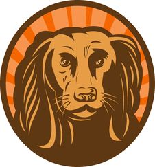 Cocker Spaniel Head Canine Dog Stock Images