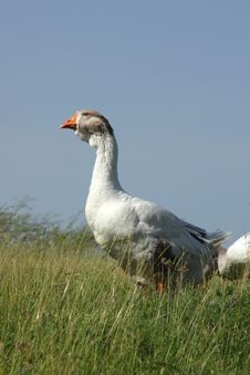 The Leader Of Herd Of Geese Royalty Free Stock Photos
