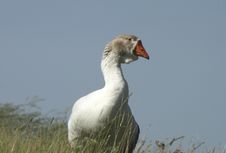 The Leader Of Herd Of Geese Royalty Free Stock Photography The Leader Of Herd Of Geese Royalty Free Stock Photography