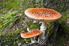 Red Mushroom Stock Photos