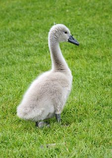 Young Swan Portrait Stock Images Young Swan Portrait Stock Images