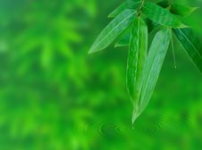 Bamboo Leaf Royalty Free Stock Photography Bamboo Leaf Royalty Free Stock Photography