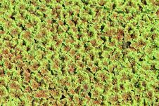 Duckweed Stock Photos Duckweed Stock Photos