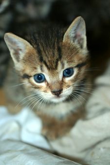 Close Up Of Kitten Looking Into The Camera Lens Stock Photos