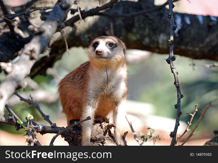 African Meerkat Mongoose in a tree