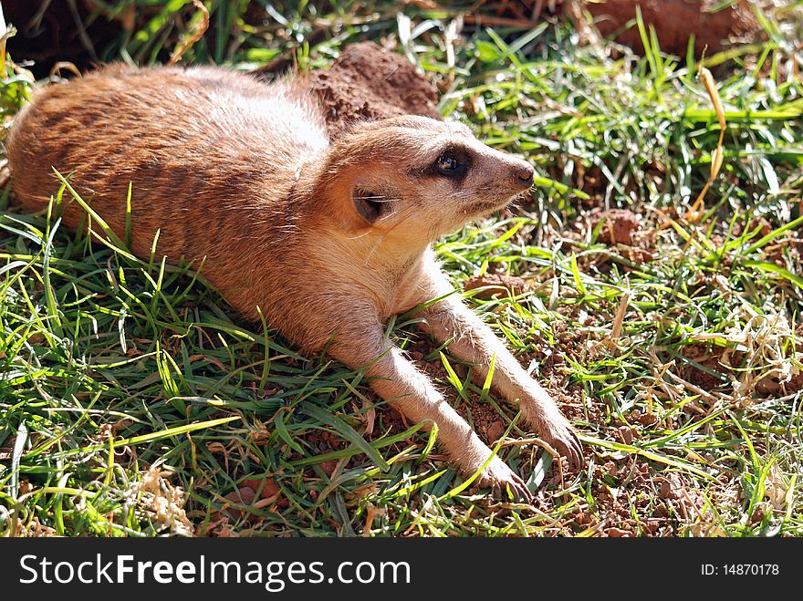 African Meerkat Mongoose resting near den