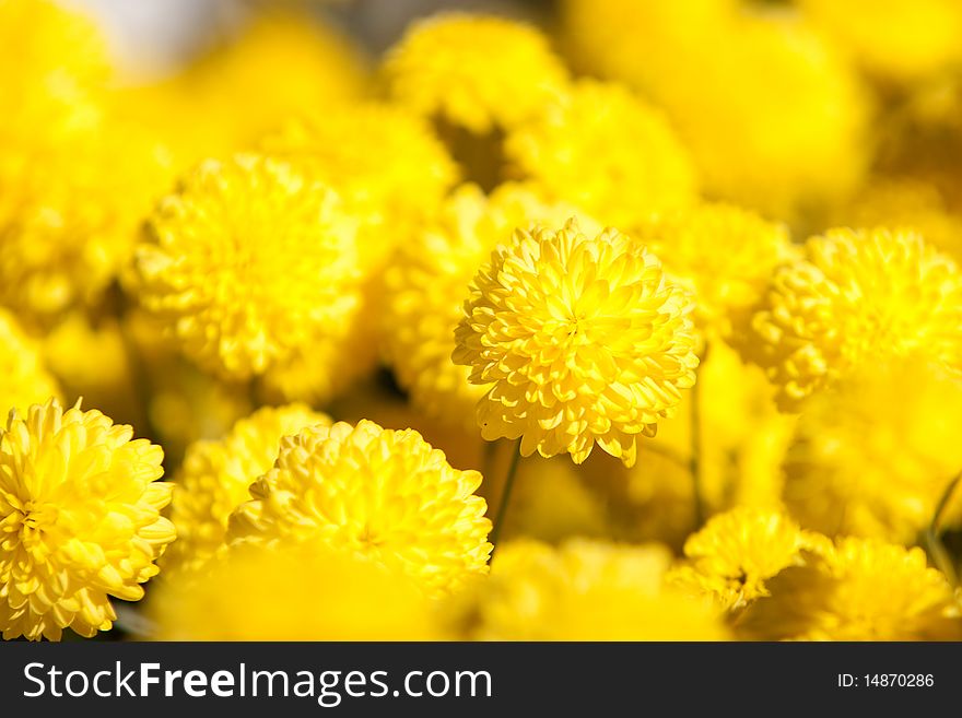 Close up of chrysanthemum in the wild