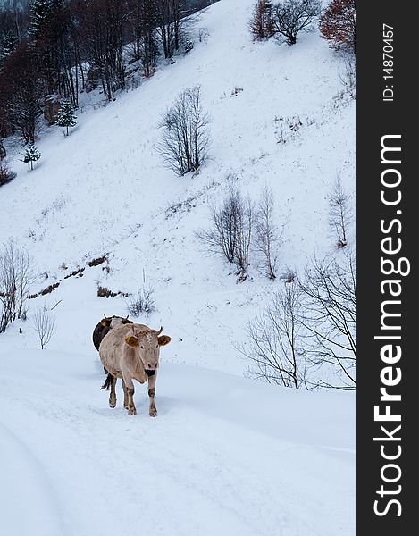 Cows of the Mountains in Winter Landscape