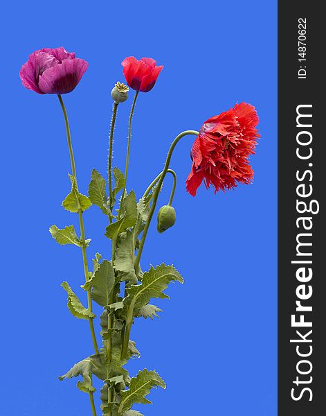Three red and pink Poppies on a blue background. Three red and pink Poppies on a blue background