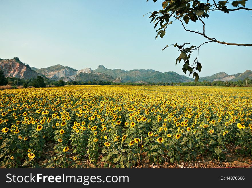 Beautiful sunflower field in Thailand