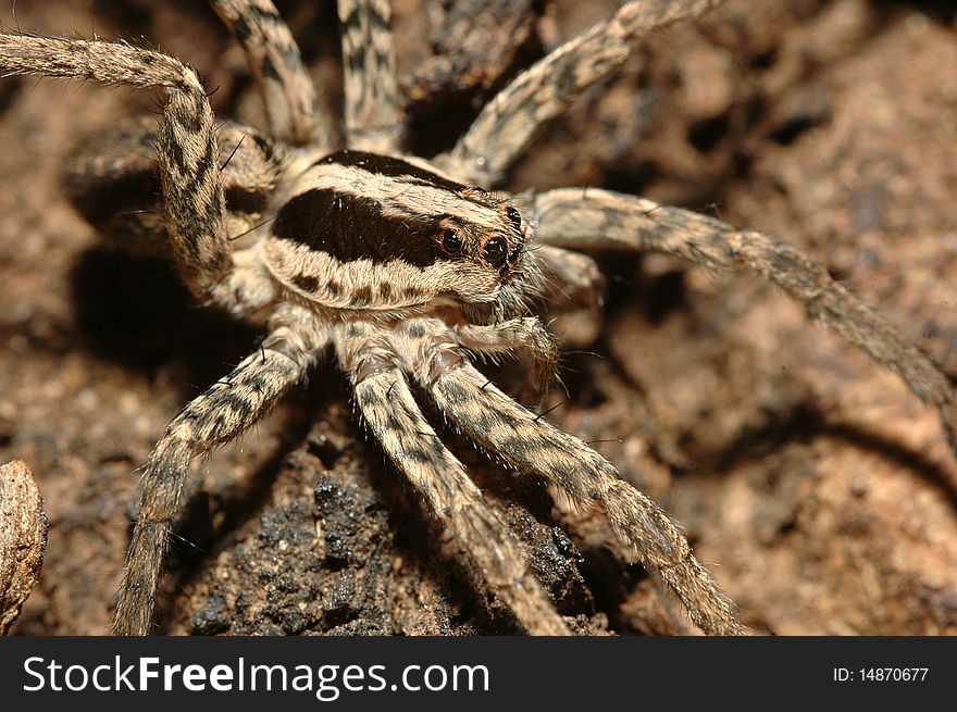 Macro picture of Wolf Spider