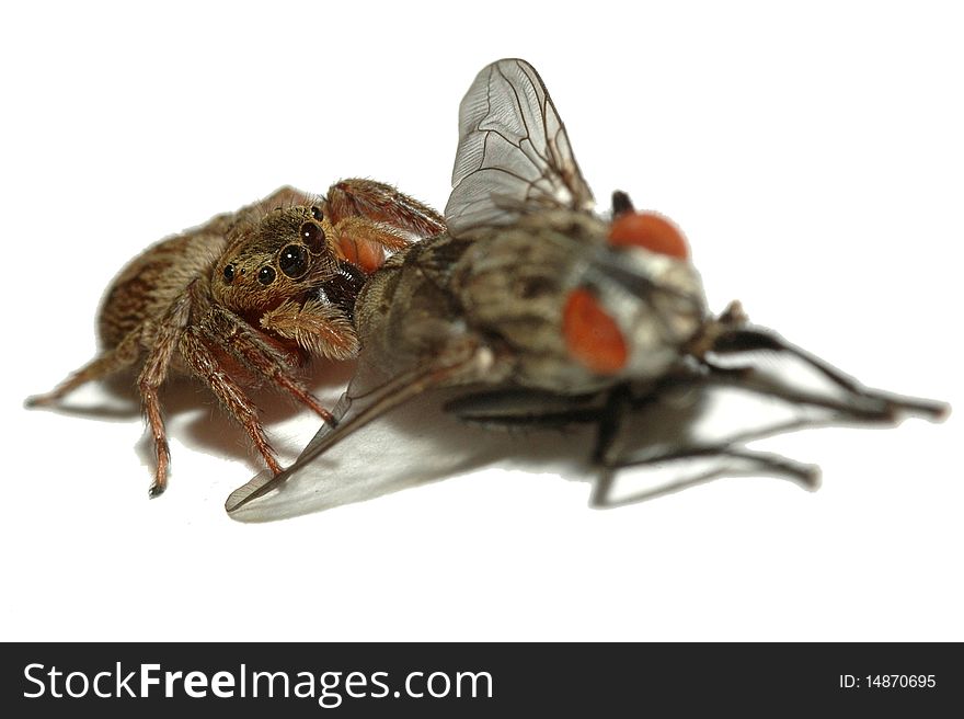 Macro picture of Jumping spider hunting fly