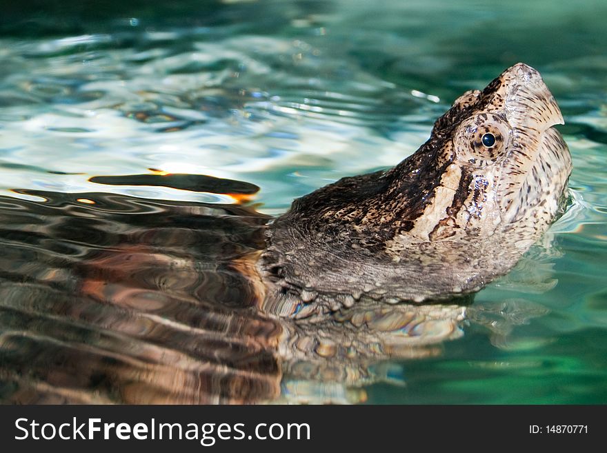 Aligator Snapping Turtle (Macrochelys temminckii) Portrait. Aligator Snapping Turtle (Macrochelys temminckii) Portrait